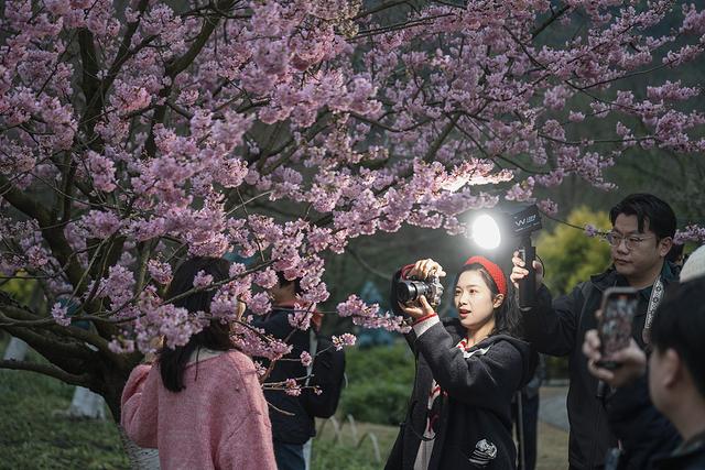 春暖中国｜万物生辉时：鲜花次第开，芬芳入画来