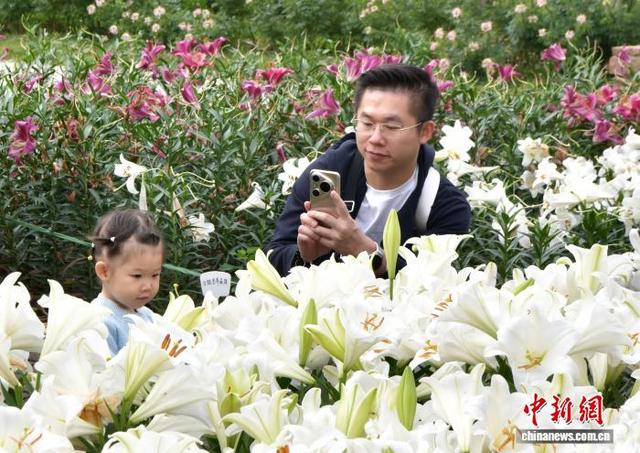 国庆中秋假期里的“花地毯”——石家庄植物园草花扮靓金秋
