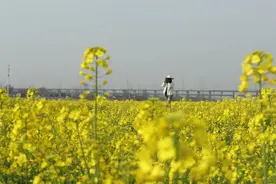 天兴洲油菜花打卡攻略！图片