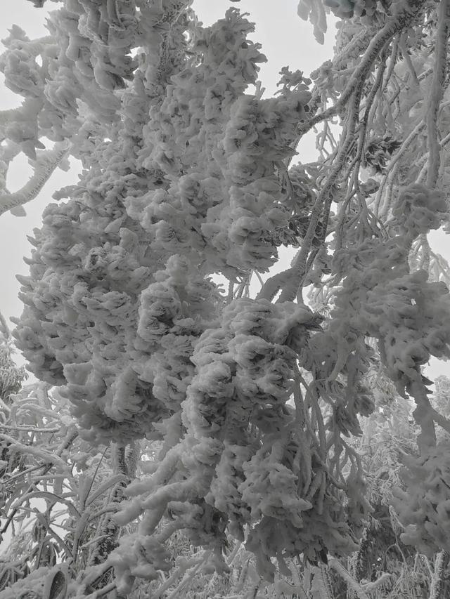 昭平四方顶变身“冰雪仙境”，雾凇美景惊艳上线！