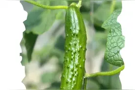 这里的春天一片盎然图片