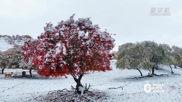 内蒙古：雪伴彩枫