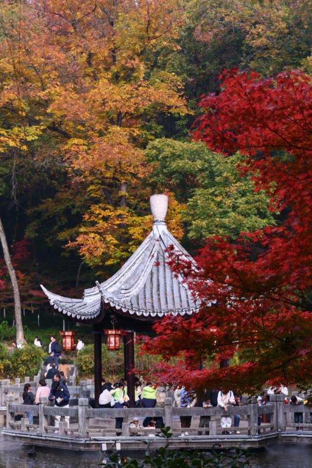 秋日美学暴击！正是赤橙黄绿时~