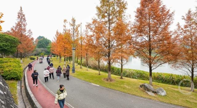 湿地公园 冬景如画