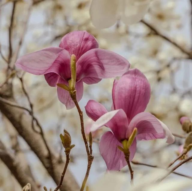 四月赏花图鉴，赴一场山花烂漫的仙境之约~