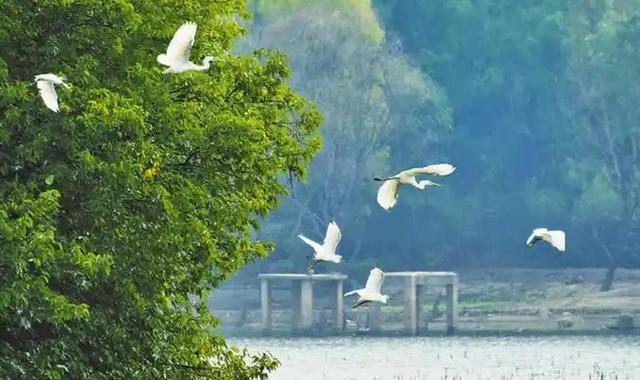 写点生活｜湘湖鹭影