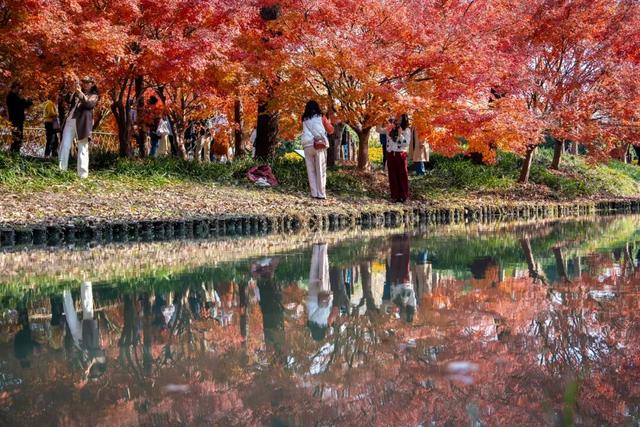 限时半价！上海这个公园12000株枫树正值最佳观赏期→