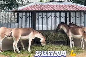 果然视频丨动物视界110——国家一级保护动物，健壮的藏野驴图片