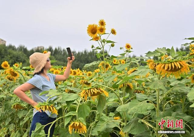 吉林长春：向日葵盛开吸引游客