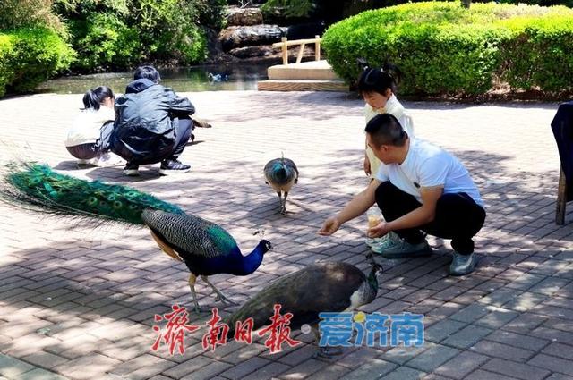 红叶谷景区推出免票福利 百合花海与露营季邀您共赴夏日之约
