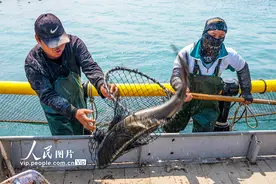 海南海口：“海上牧场”迎丰收图片
