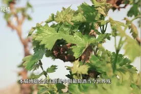 视频 | 中国葡萄酒，当惊世界殊！今天，宁夏诚邀海内外宾客同飨葡萄美酒、同筑紫色梦想！图片