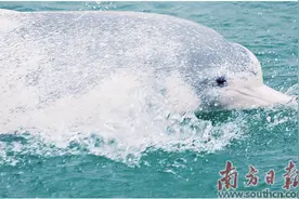 “海豚很有灵性    会护送我们归航”图片