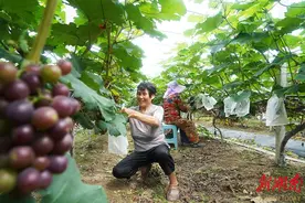 葡萄套袋助增收图片