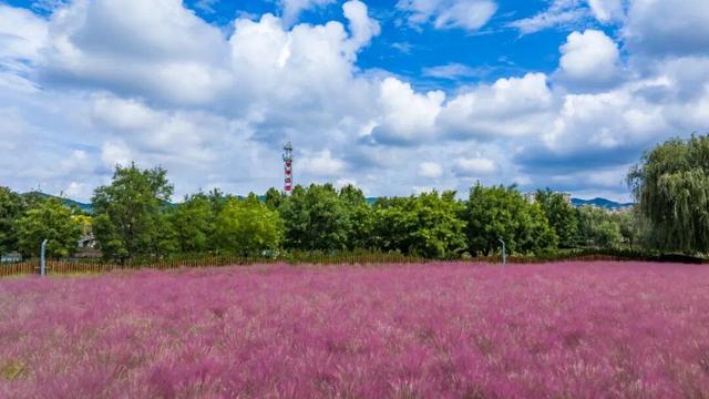 威海环翠羊亭河公园粉黛花海美如画