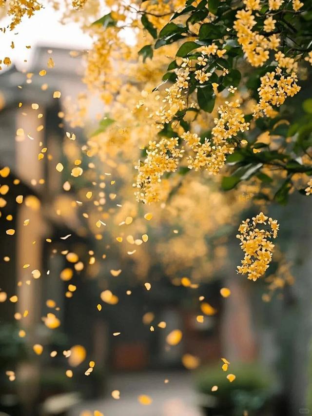 地铁直达！南昌这些赏桂好去处，别错过