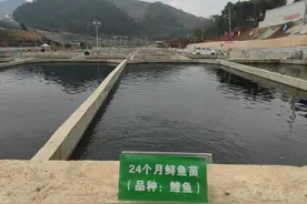 30余万尾鲟鱼撒欢咸安南川村生态水池图片