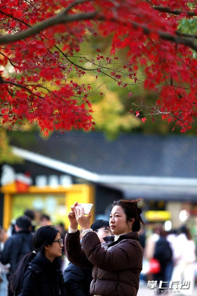 红枫如火 冬日亮色｜组图