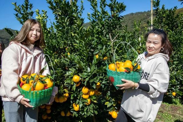 躲进闽西的初冬！来龙岩一键打包古城烟火+爆汁脐橙