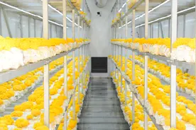 村里有座“黄金屋” 一年产值600万图片