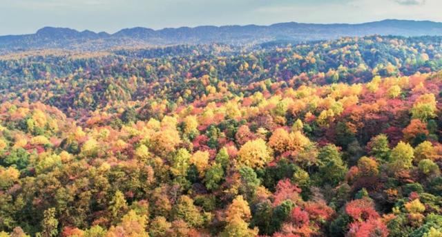 漫山枫叶红似火！初冬的小草坝，一个来了就舍不得离开的地方