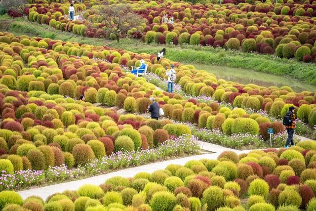 跟着主播赏花海、尝美味…还有超多福利