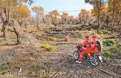 为金色胡杨撑起保护伞