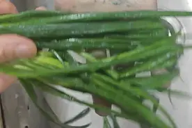 网友称买到“掉色葱”，江西省农科院回应图片