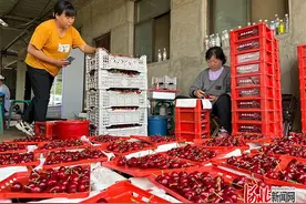 易县大樱桃“红透”北京城图片