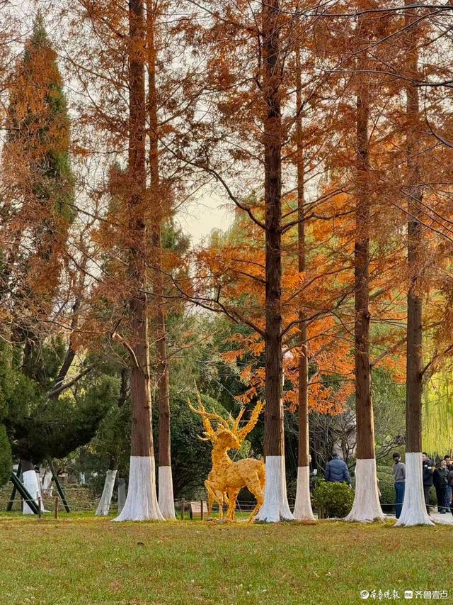 五龙潭公园里水杉林里，“跳”进来两只银杏鹿