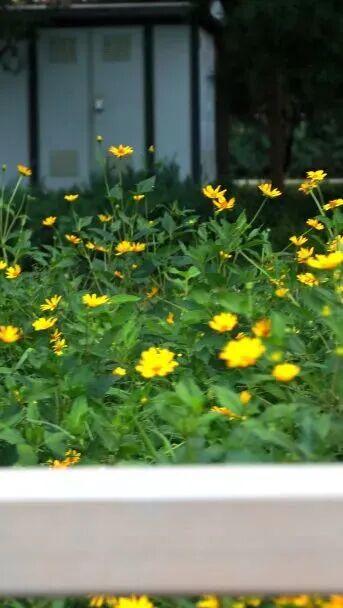 “桥”见繁花！朝阳“浪漫”盛放！