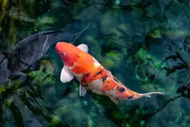 济南趵突泉的“猪鲤”要开始减肥了！“无胃鱼”饱胀感来得慢让它们“胖成球”图片