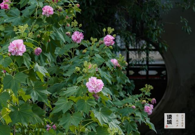 这份“拒霜之美” 藏着福州独有的秋冬温柔