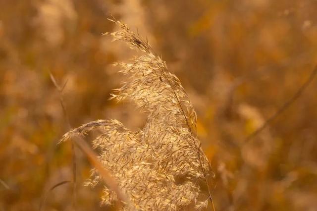 一眼心动！周末邂逅北京芦花漫舞，超有秋日feel~