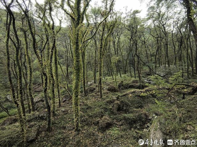 探秘泰山东御道：古道浸秋韵，溪流伴密林，保洁员日行近20公里护清幽