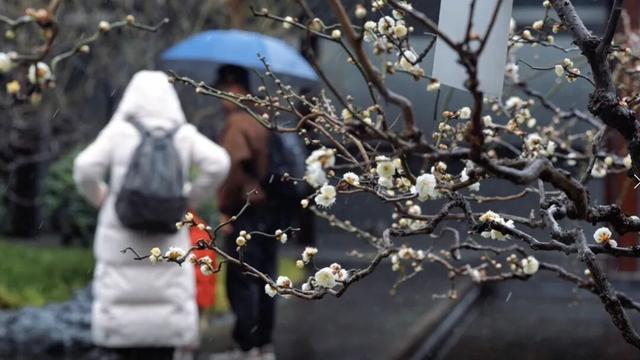 上海市中心超过200株梅花初绽！就在这个免费公园→