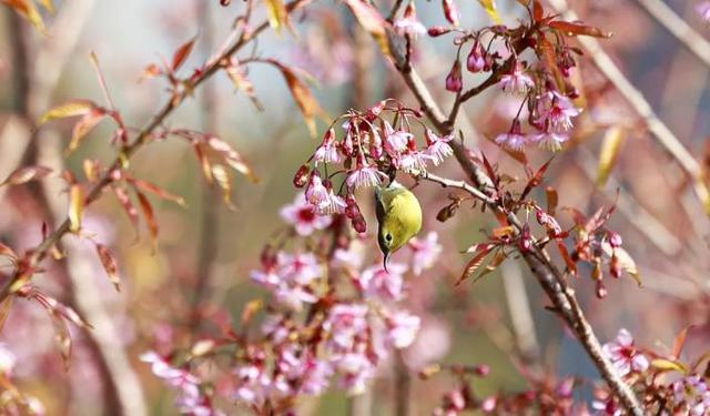 贵州冬韵：梅香入骨，花海先春