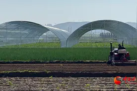 靖远：蔬菜产业蓬勃发展 多点开花助力乡村振兴图片