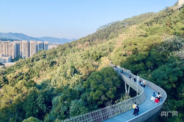 一棵树冠一座城：行人不知暑  万古长清风