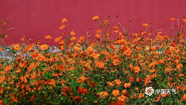 北京北海公园硫华菊盛开 汇成金色花海