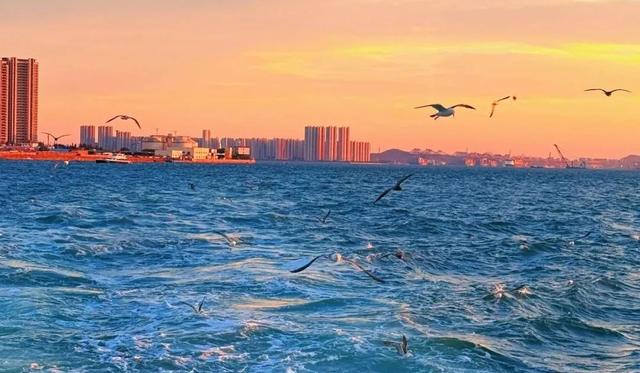 突破百万人次！青岛轮渡“景区化”运营蝶变，跃升网红旅游新地标