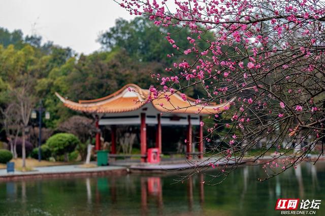 组图丨黛瓦红梅，是藏在石峰公园里的中式浪漫
