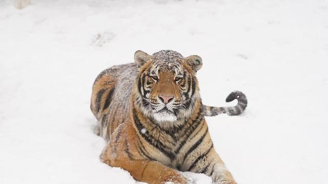河南文旅雪后盛景：银装素裹绘就“一半仙境，一半人间”画卷