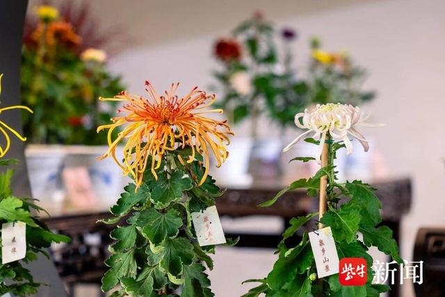 重阳赏菊｜南京“卷”出一城秋色