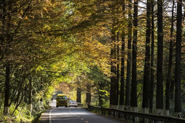 水杉红了！这片「顶流火焰」，再不看就等明年了