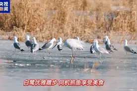 春江水暖 多种候鸟飞抵乌伦古湖 绘就生态新画卷图片