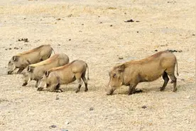 抓到“野猪”可以免费带走？景区“吸睛”项目存隐患图片