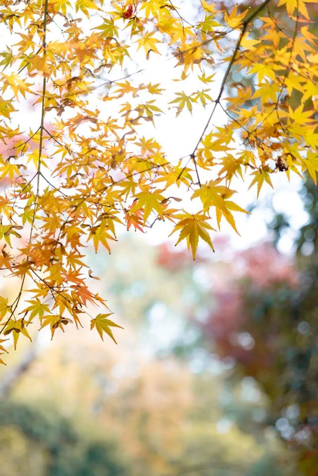 小众免费！上海这个百年古典园林藏着绝美秋色→