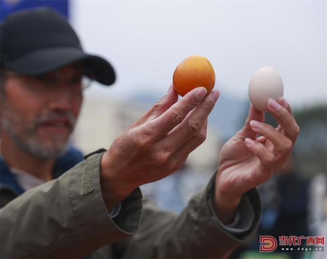 融安县第十六届金桔文化旅游嘉年华活动启幕