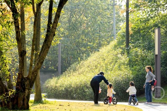 杉林映冬阳 露营拾光暖